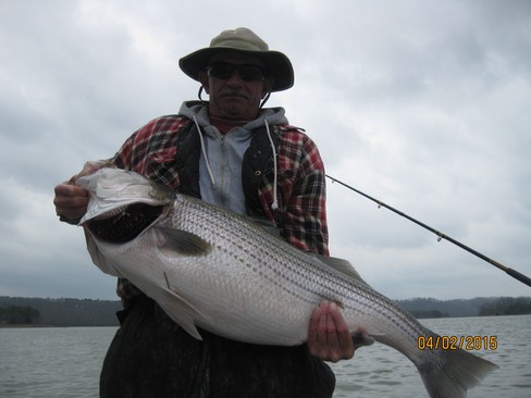 Nice Striped Bass